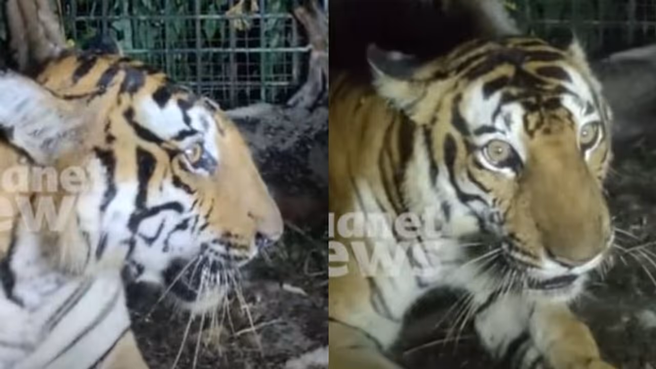 വയനാട്ടില്‍ ഭീതി പരത്തിയ കടുവ ഒടുവിൽ കൂട്ടിലായി