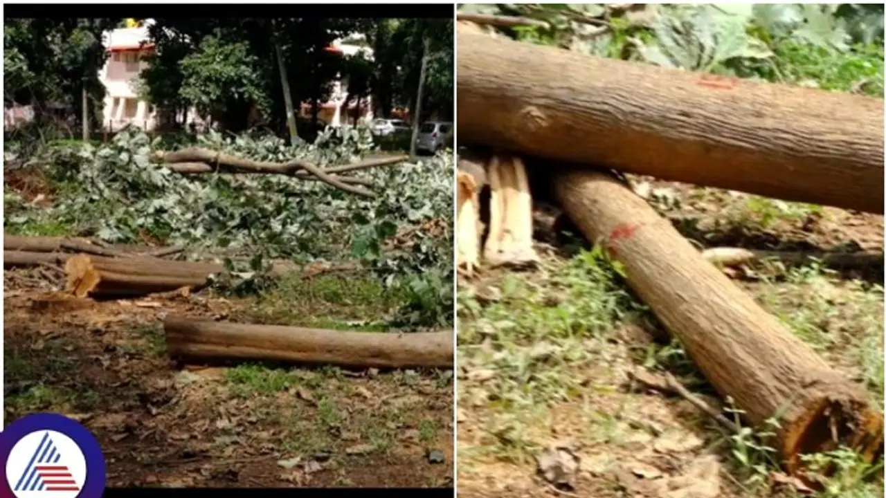 ತುಮಕೂರು ಹೇಮಾವತಿ ಕಚೇರಿ ಆವರಣದಲ್ಲಿ 28 ಮರಗಳ ಮಾರಣ ಹೋಮ! ತುಮಕೂರು ಹೇಮಾವತಿ ಕಚೇರಿ ಆವರಣದಲ್ಲಿ 28 ಮರಗಳ ಮಾರಣ ಹೋಮ!