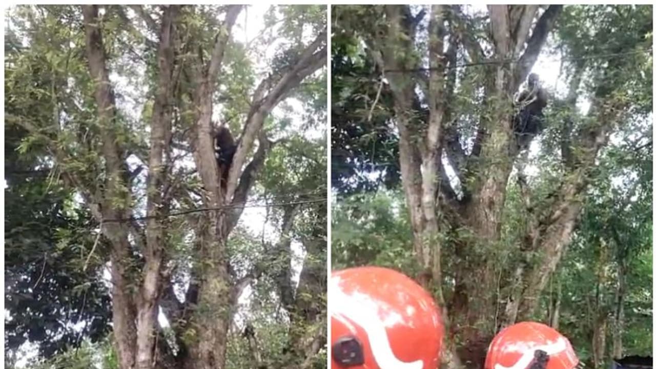 മരം മുറിച്ച കൂലി കിട്ടിയില്ലെന്ന് ആരോപണം; ആത്മഹത്യാ ഭീഷണി മുഴക്കി മധ്യവയസ്‌കന്‍