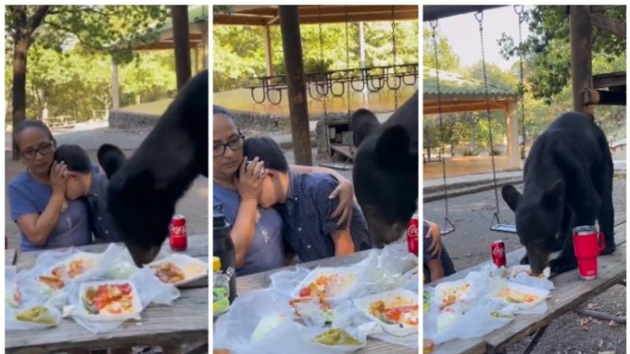 ജന്മദിനാഘോഷത്തിനിടെ വിരുന്ന് മേശയില് കയറി ഭക്ഷണം കഴിക്കുന്ന കരടി; ഭയന്ന് അമ്മയും മകനും ! ജന്മദിനാഘോഷത്തിനിടെ വിരുന്ന് മേശയില് കയറി ഭക്ഷണം കഴിക്കുന്ന കരടി; ഭയന്ന് അമ്മയും മകനും !