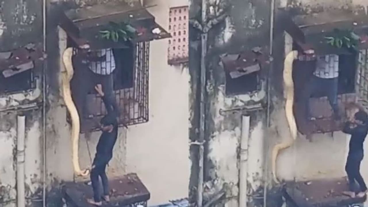 ಥಾಣೆಯ ಅಪಾರ್ಟ್‌ಮೆಂಟ್ ಕಿಟಕಿಯಲ್ಲಿ ಸಿಲುಕಿಕೊಂಡಿದ್ದ ಭಾರೀ ಗಾತ್ರದ ಹಾವಿನ ರಕ್ಷಣೆ: ವೀಡಿಯೋ ವೈರಲ್ 