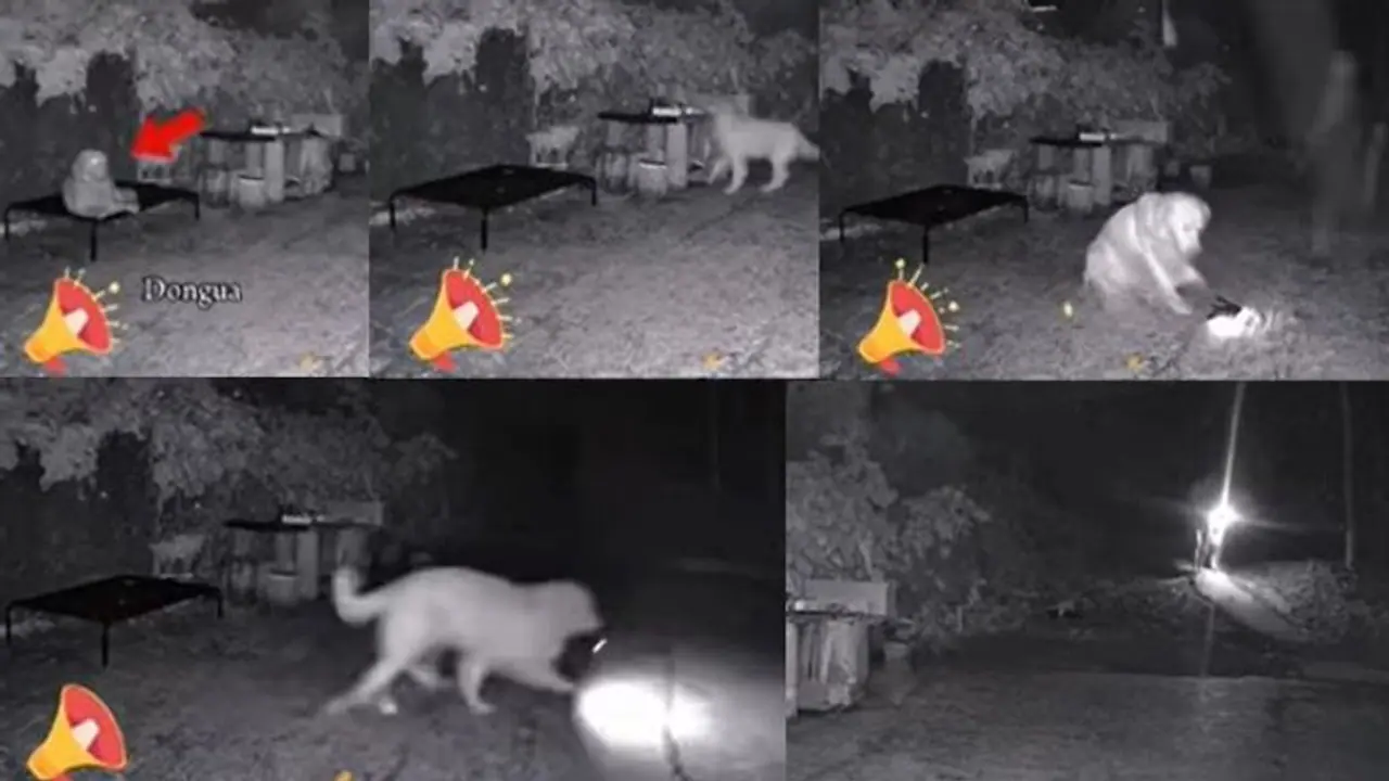 ದಾರಿಮಧ್ಯೆ ಸಂಕಷ್ಟಕ್ಕೊಳಗಾದ ಒಡತಿಯ ಸುರಕ್ಷಿತವಾಗಿ ಕರೆತಂದ ಶ್ವಾನ: ಕ್ಯಾಮರಾದಲ್ಲಿ ದೃಶ್ಯ ಸೆರೆ