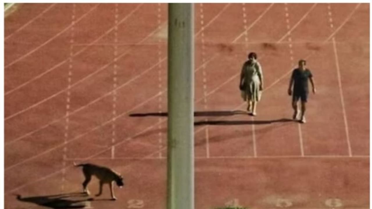  വളർത്ത് നായക്ക് നടക്കാൻ സ്റ്റേഡിയം ഒഴിപ്പിച്ചു; ഐഎഎസ് ഉദ്യോഗസ്ഥയോട് നിർബന്ധിത വിരമിക്കൽ എടുക്കാൻ സർക്കാർ !