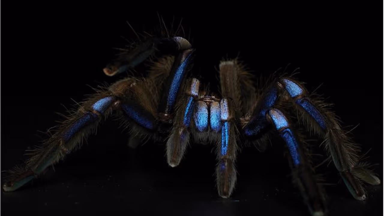 Fascinating! Discovery of rare electric blue tarantula in Thailand highlights nature's vibrant beauty WATCH Fascinating! Discovery of rare electric blue tarantula in Thailand highlights nature's vibrant beauty WATCH