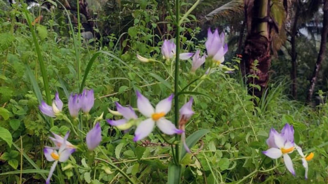 എങ്ങുംപോയിട്ടില്ല, ഇവിടെ തന്നെയുണ്ട്, നരിമാളന്കുന്നില് മനംകുളിര്പ്പിച്ച് കണ്ണാന്തളി പൂക്കള് വിടര്ന്നു എങ്ങുംപോയിട്ടില്ല, ഇവിടെ തന്നെയുണ്ട്, നരിമാളന്കുന്നില് മനംകുളിര്പ്പിച്ച് കണ്ണാന്തളി പൂക്കള് വിടര്ന്നു