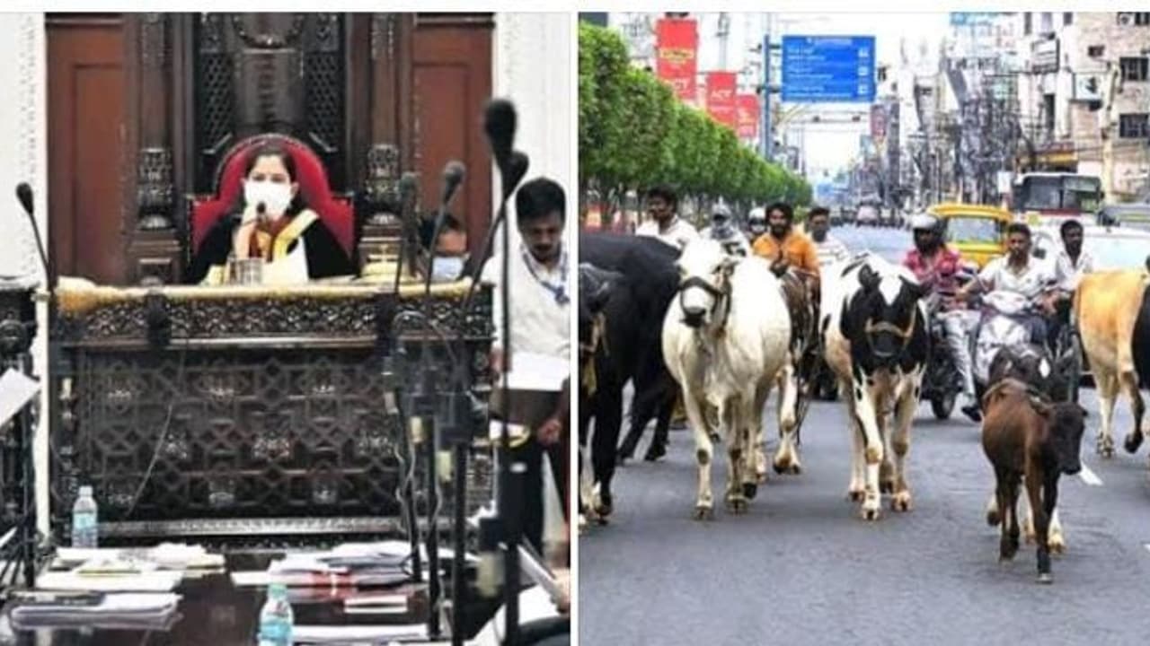 இனி சாலையில் மாடுகள் சுற்றித் திரிந்தால் அவ்வளவு தான்.! அபராத தொகை பல மடங்கு உயர்வு சென்னை மாநகராட்சி அதிரடி இனி சாலையில் மாடுகள் சுற்றித் திரிந்தால் அவ்வளவு தான்.! அபராத தொகை பல மடங்கு உயர்வு சென்னை மாநகராட்சி அதிரடி