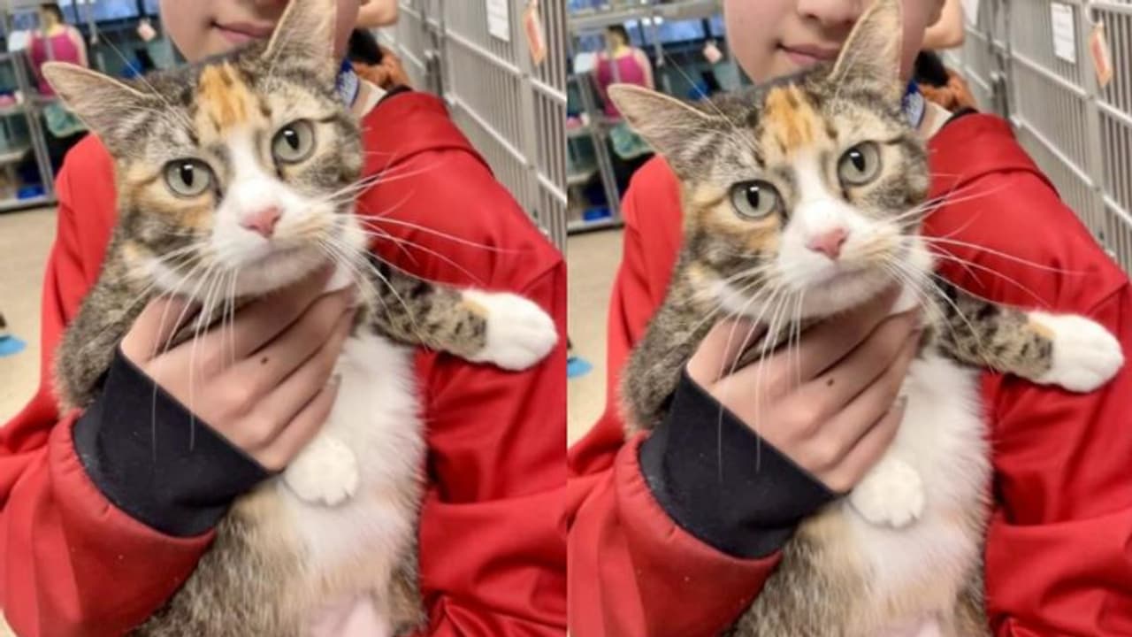 3 വർഷം, പൂച്ച സഞ്ചരിച്ചത് 1077 കിലോമീറ്റർ, മൈക്രോചിപ്പ് തുണച്ചു, 'സരിന്റെ' തിരിച്ച് വരവ് ആഘോഷിച്ച് വീട്ടുകാർ 3 വർഷം, പൂച്ച സഞ്ചരിച്ചത് 1077 കിലോമീറ്റർ, മൈക്രോചിപ്പ് തുണച്ചു, 'സരിന്റെ' തിരിച്ച് വരവ് ആഘോഷിച്ച് വീട്ടുകാർ