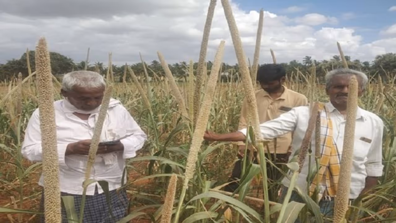 ಕೂಡ್ಲಿಗಿ: ಟರ್ಕಿ ಸಜ್ಜೆ ಬೆಳೆದು ಬರ ಮೆಟ್ಟಿ ನಿಂತ ರೈತರು..!