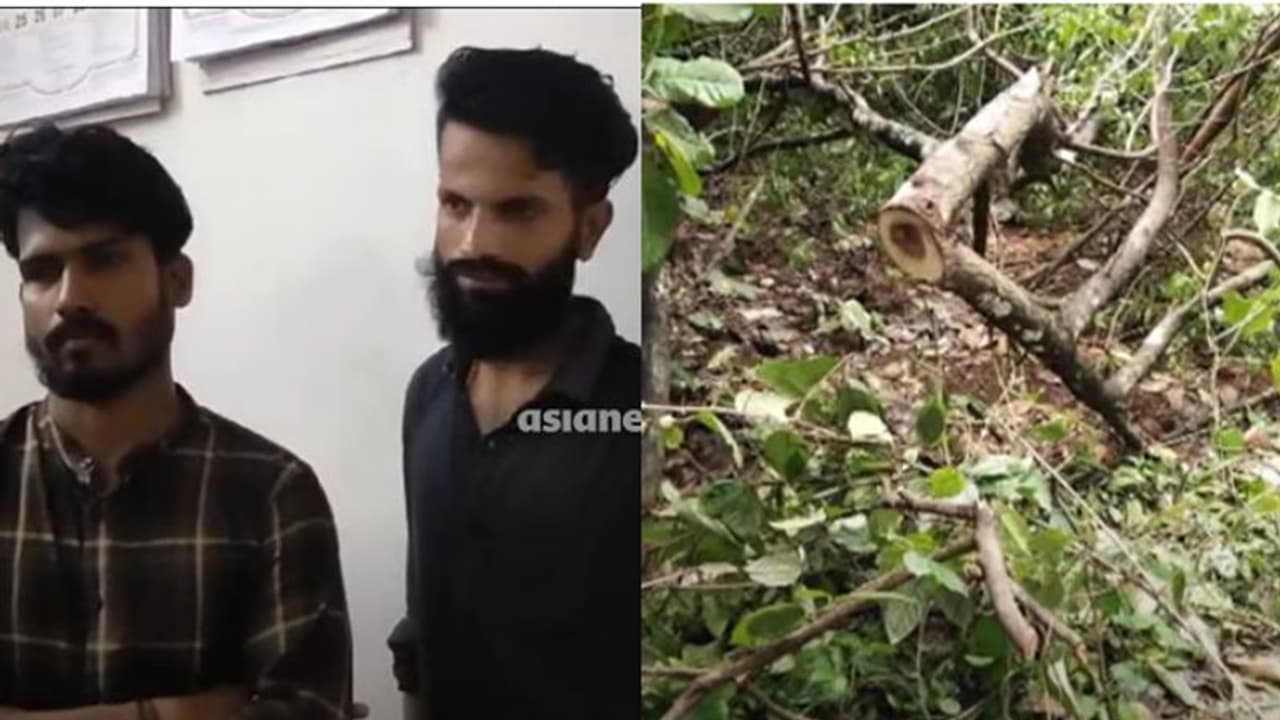 കണ്ണൂരില്‍ ചന്ദന മോഷ്ടാക്കൾ പിടിയിൽ, പൊലീസ് ക്യാമ്പിലെ ചന്ദന മരങ്ങളും മോഷ്ടിച്ചത് ഇവരെന്ന് സംശയം