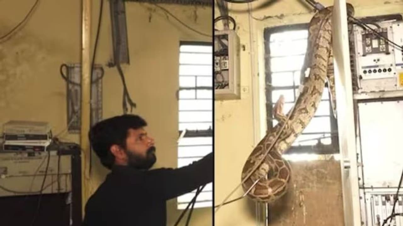 രണ്ട് പെരുമ്പാമ്പുകൾ, ഒന്നിന്റെ കടിയേറ്റിട്ടും അടുത്തതിനെയും പിടികൂടുന്ന യുവാവ്, വൈറലായി വീഡിയോ രണ്ട് പെരുമ്പാമ്പുകൾ, ഒന്നിന്റെ കടിയേറ്റിട്ടും അടുത്തതിനെയും പിടികൂടുന്ന യുവാവ്, വൈറലായി വീഡിയോ