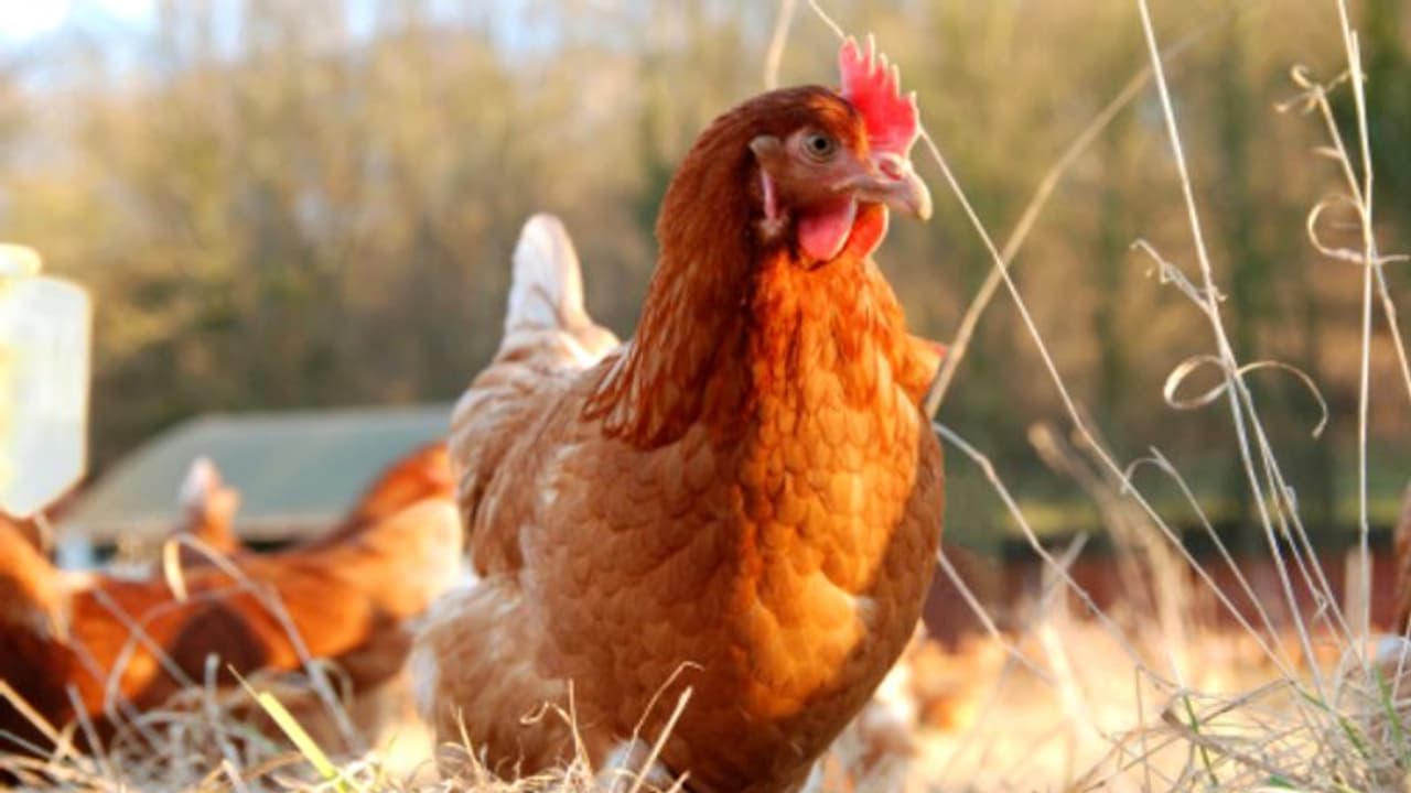 വർഷം 75 ലക്ഷം രൂപ, കോഴിക്കച്ചവടം നിസാരമല്ല; ഇതാ ഒരു വിജയഗാഥ വർഷം 75 ലക്ഷം രൂപ, കോഴിക്കച്ചവടം നിസാരമല്ല; ഇതാ ഒരു വിജയഗാഥ