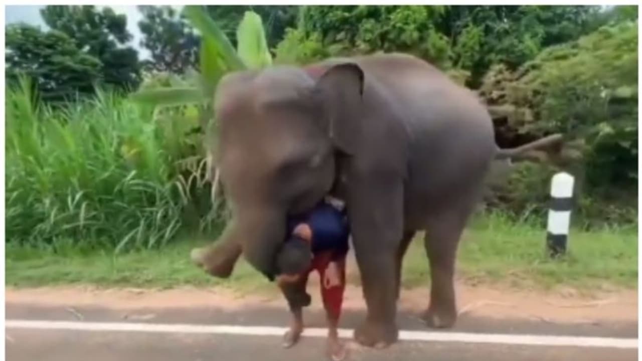 ആനക്കാരനെ പോകാന്‍ അനുവദിക്കാതെ കെട്ടിപ്പിടിക്കുന്ന കുട്ടിയാനയുടെ വീഡിയോ; അതിശയപ്പെടുത്തും ! 