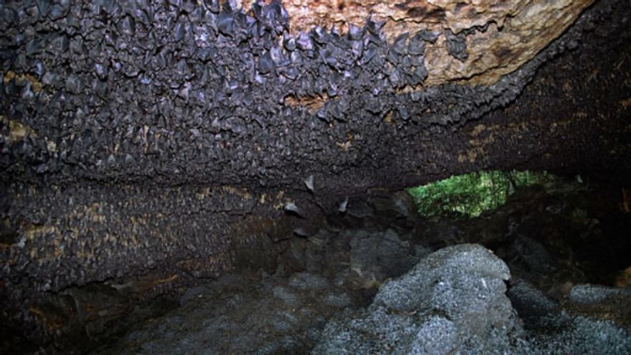 വവ്വാലുകളുടെ ഗുഹയില് കയറി ഗവേഷകര്, പുല്ലുകൊണ്ടൊരു വസ്തു, 6200 വര്ഷം പഴക്കമുള്ള ചെരിപ്പുകൾ ! വവ്വാലുകളുടെ ഗുഹയില് കയറി ഗവേഷകര്, പുല്ലുകൊണ്ടൊരു വസ്തു, 6200 വര്ഷം പഴക്കമുള്ള ചെരിപ്പുകൾ !