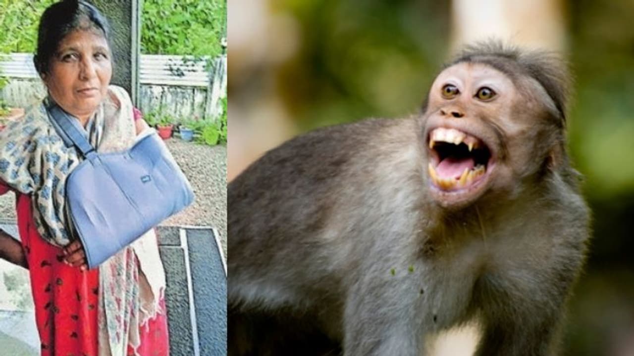 നിലമ്പൂരിൽ വീട്ടുമുറ്റത്ത് ജോലി ചെയ്യുന്നതിനിടെ വീട്ടമ്മയുടെ കൈ തേങ്ങ പറിച്ചെറിഞ്ഞൊടിച്ച് കുരങ്ങ് നിലമ്പൂരിൽ വീട്ടുമുറ്റത്ത് ജോലി ചെയ്യുന്നതിനിടെ വീട്ടമ്മയുടെ കൈ തേങ്ങ പറിച്ചെറിഞ്ഞൊടിച്ച് കുരങ്ങ്