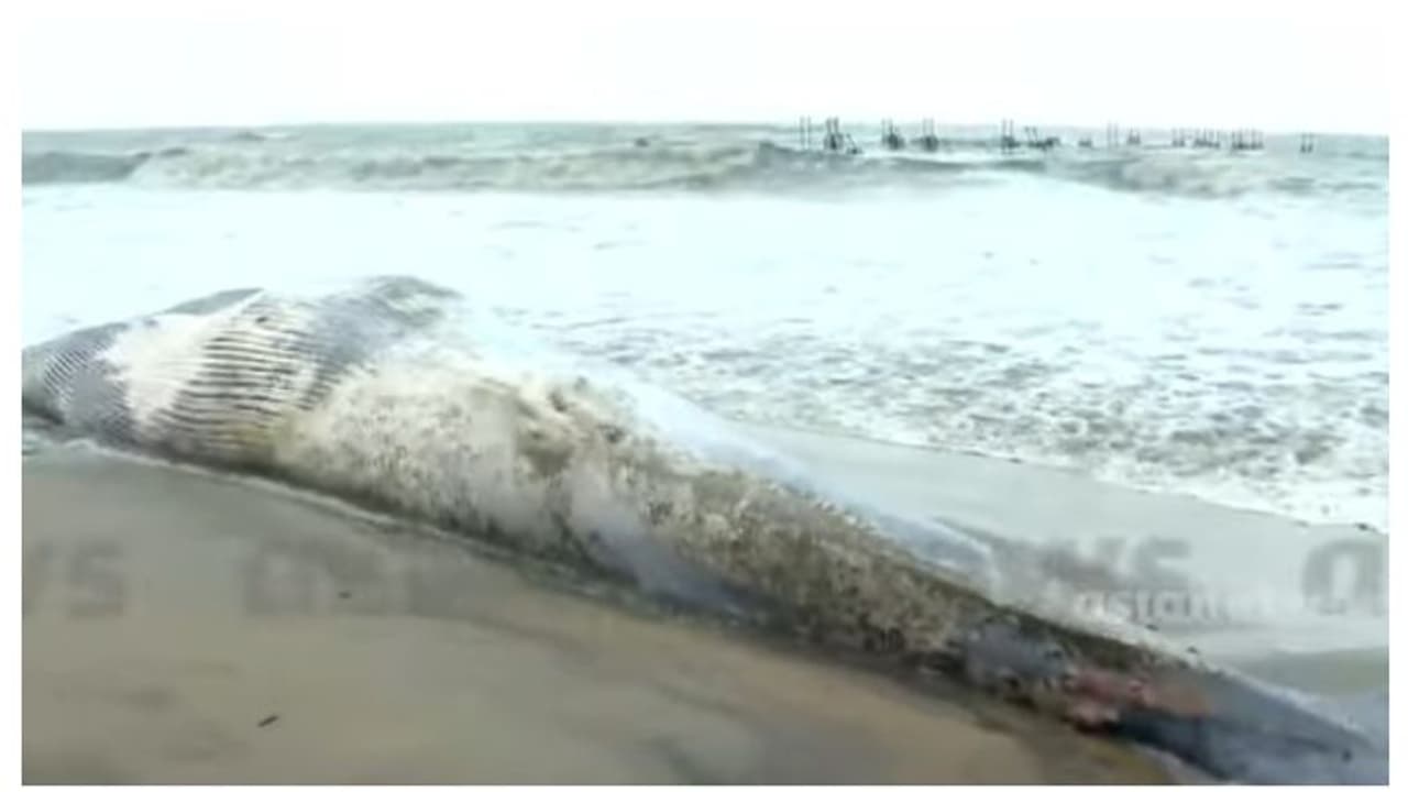 കോഴിക്കോട് ബീച്ചിന് സമീപം നീലത്തിമിംഗലത്തിന്റെ ജഡം കരക്കടിഞ്ഞു കോഴിക്കോട് ബീച്ചിന് സമീപം നീലത്തിമിംഗലത്തിന്റെ ജഡം കരക്കടിഞ്ഞു