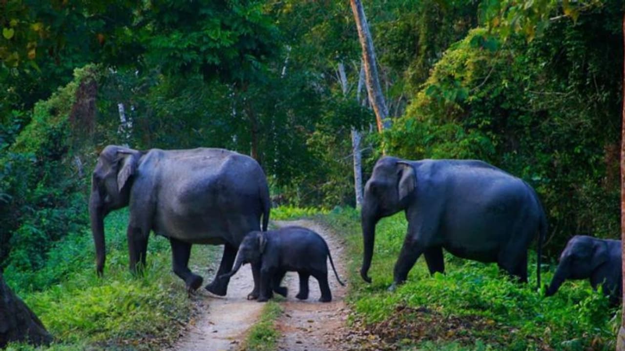 ഇതാ സൂവർണ്ണാവസരം, സംസ്ഥാനത്താകെ സൗജന്യം! കാടും മേടും 'കാട്ടുകാരെയും' കാണാം വന്യജീവി വാരാഘോഷത്തിൽ പങ്കാളികളാകാം ഇതാ സൂവർണ്ണാവസരം, സംസ്ഥാനത്താകെ സൗജന്യം! കാടും മേടും 'കാട്ടുകാരെയും' കാണാം വന്യജീവി വാരാഘോഷത്തിൽ പങ്കാളികളാകാം
