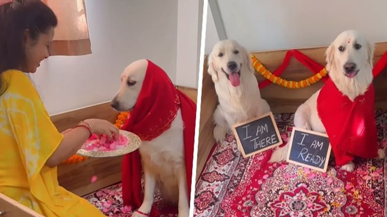 Viral video: Golden Retriever's pet parent throws baby shower for expecting dog, netizens can't keep calm Viral video: Golden Retriever's pet parent throws baby shower for expecting dog, netizens can't keep calm