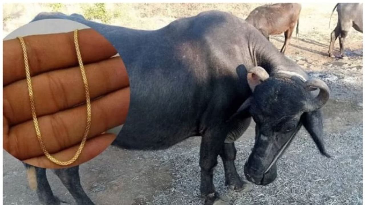  പോത്തിന്‍റെ വയറ്റില്‍ നിന്നും കണ്ടെത്തിയത് മൂന്നര പവന്റെ സ്വര്‍ണ മാല