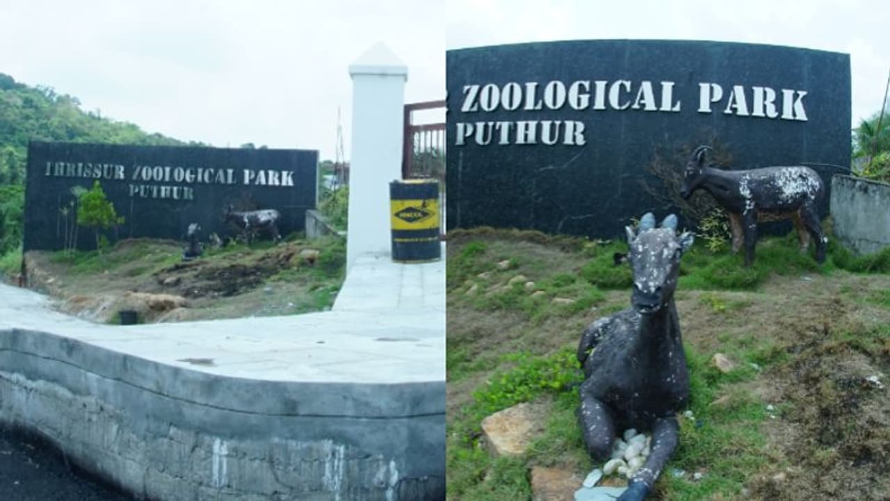 മയിലുകള്‍ പറക്കും തൃശൂരില്‍ നിന്ന് പുത്തൂരിലേക്ക്; പിന്നാലെയെത്തും സിംഹം, ഹിമാലയന്‍ കരടി, ജിറാഫ്, സീബ്ര...