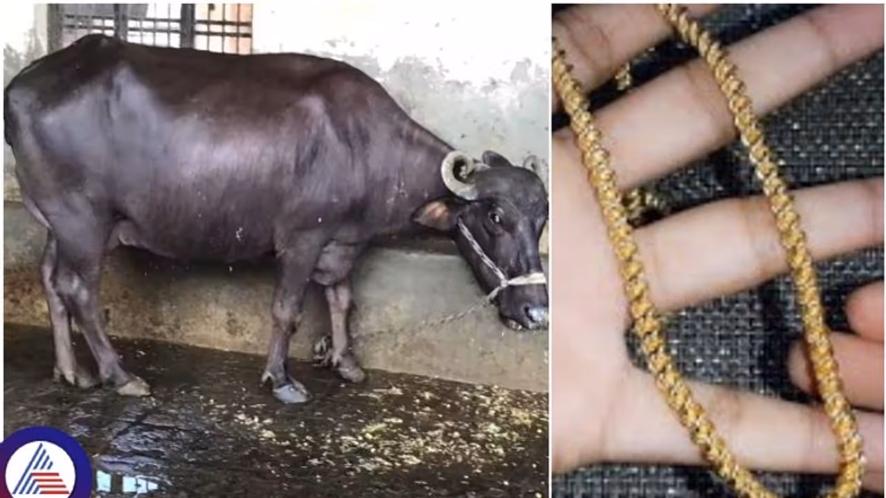 2.5 ಲಕ್ಷ ಮೌಲ್ಯದ ಬಂಗಾರದ ಸರ ನುಂಗಿದ ಎಮ್ಮೆ: ಚಿನ್ನಕ್ಕಾಗಿ ಹೊಟ್ಟೆಯನ್ನೇ ಸೀಳಿದ ಮಾಲೀಕರು!