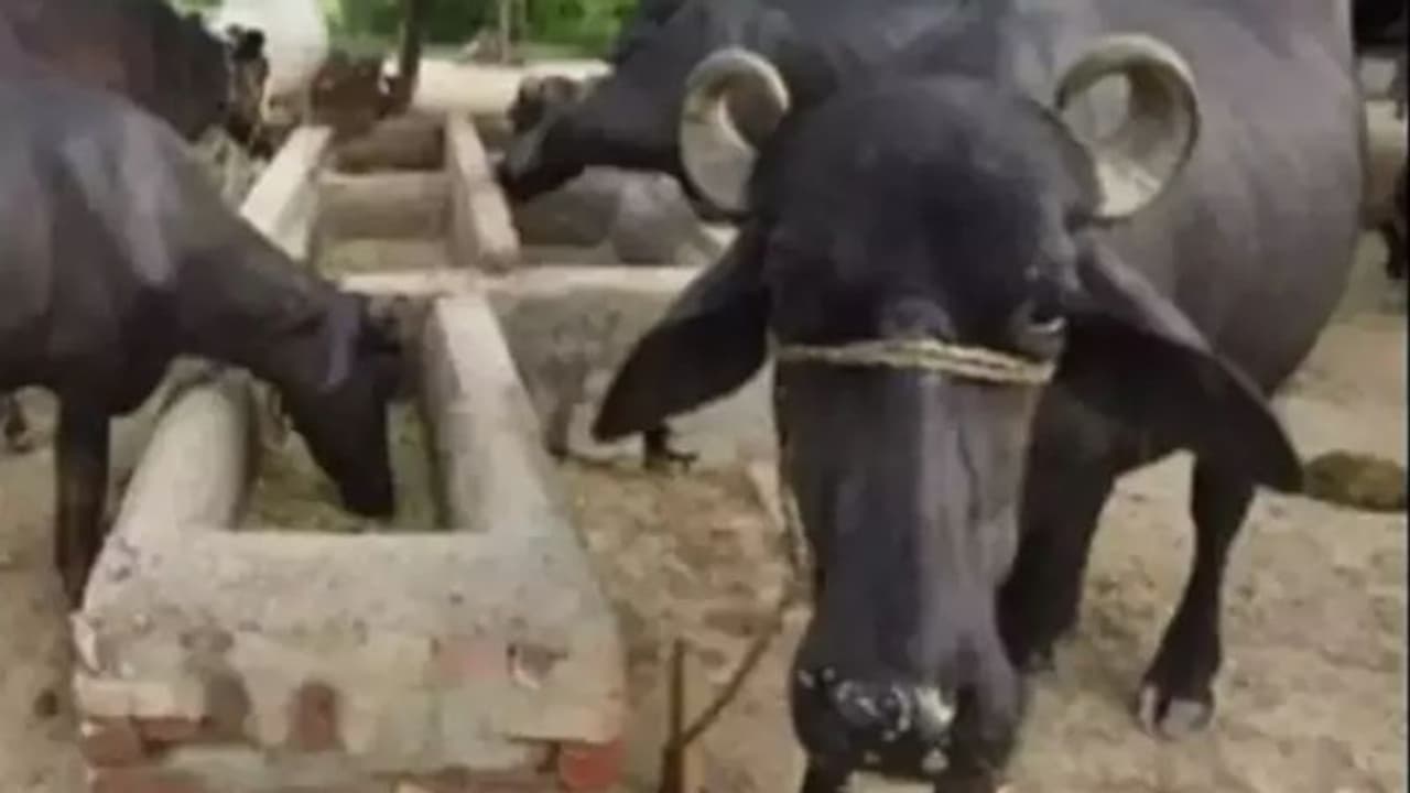 ഈ പോത്തിന് തിന്നാൻ വേറെന്തൊക്കെയുണ്ട്! രണ്ടര ലക്ഷത്തിന്റെ മൊതല് തിരിച്ചുപിടിച്ചത് ഇങ്ങനെ...!