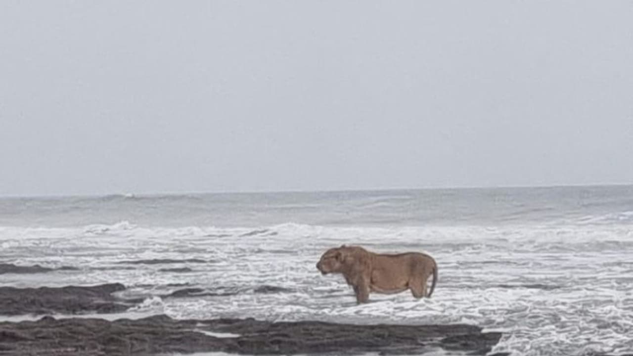 കടല്ത്തീരത്ത് തിരയില് കളിച്ച് ആസ്വദിക്കുന്നത് ആരാണെന്ന് നോക്കിക്കേ... കടല്ത്തീരത്ത് തിരയില് കളിച്ച് ആസ്വദിക്കുന്നത് ആരാണെന്ന് നോക്കിക്കേ...