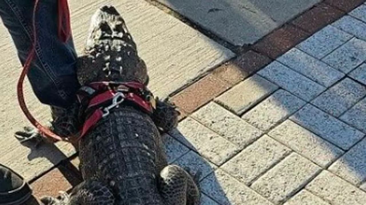 ಮ್ಯಾಚ್‌ ನೋಡಲು ಮೊಸಳೆಯೊಂದಿಗೆ ಸ್ಟೇಡಿಯಂಗೆ ಬಂದ ಅಭಿಮಾನಿ: ದಂಗಾದ ಭದ್ರತಾ ಸಿಬ್ಬಂದಿ