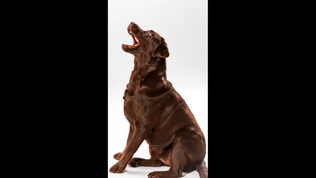 நாய் இரவில் அழுவது அசுபம் என்று சொல்லுகிறார்கள்.. அது ஏன் தெரியுமா? நாய் இரவில் அழுவது அசுபம் என்று சொல்லுகிறார்கள்.. அது ஏன் தெரியுமா?