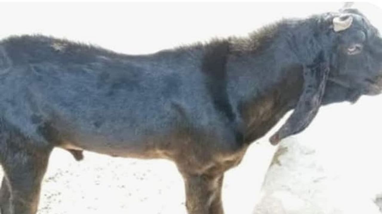 सरकारी मेहमान बना बकरा, खिलाने को जेबें ढील कर रहे कर्मचारी, छुटकारा पाने को निकाला IDEA सरकारी मेहमान बना बकरा, खिलाने को जेबें ढील कर रहे कर्मचारी, छुटकारा पाने को निकाला IDEA