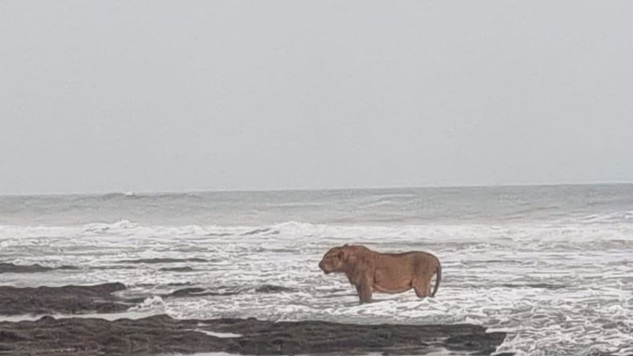 ನಂಗೂ ಸಮುದ್ರ ನೋಡ್ಬೇಕು... ಅರಬಿ ಸಮುದ್ರ ತೀರದಲ್ಲಿ ಅಲೆಗಳ ನೋಡುತ್ತಾ ನಿಂತ ಸಿಂಹದ ಫೋಟೋ ವೈರಲ್‌