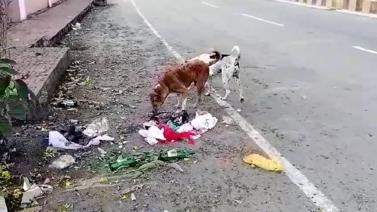 ಚಿಕ್ಕಮಗಳೂರಿನಲ್ಲಿ ಬೀದಿ ನಾಯಿಗಳ ಹಾವಳಿ: 8 ತಿಂಗಳಲ್ಲಿ 12 ಸಾವಿರ ಜನರ ಮೇಲೆ ದಾಳಿ ಚಿಕ್ಕಮಗಳೂರಿನಲ್ಲಿ ಬೀದಿ ನಾಯಿಗಳ ಹಾವಳಿ: 8 ತಿಂಗಳಲ್ಲಿ 12 ಸಾವಿರ ಜನರ ಮೇಲೆ ದಾಳಿ