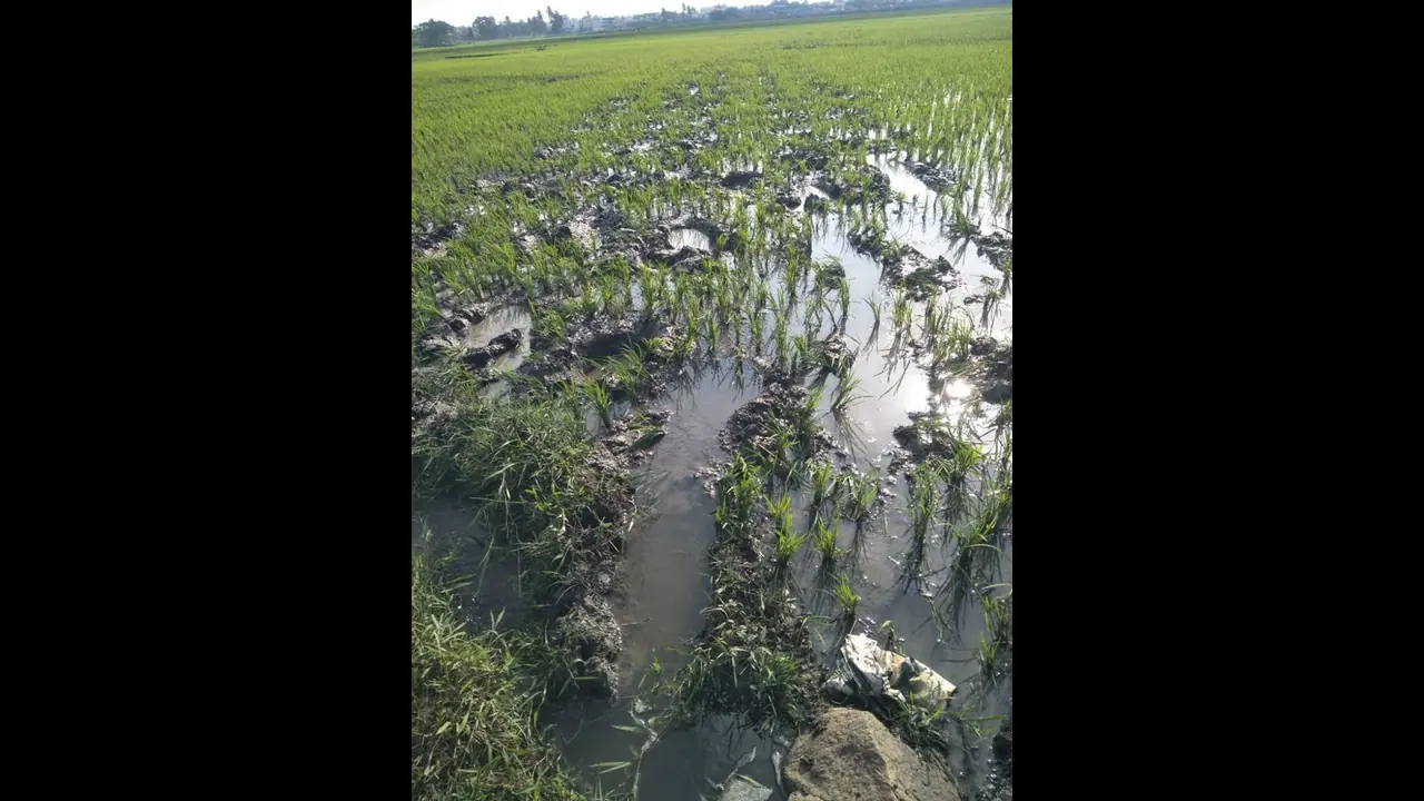  ಚಿಕ್ಕಮಂಡ್ಯ ಬಳಿ ಕಾಡಾನೆಗಳ ಹಿಂಡು ಪ್ರತ್ಯಕ್ಷ