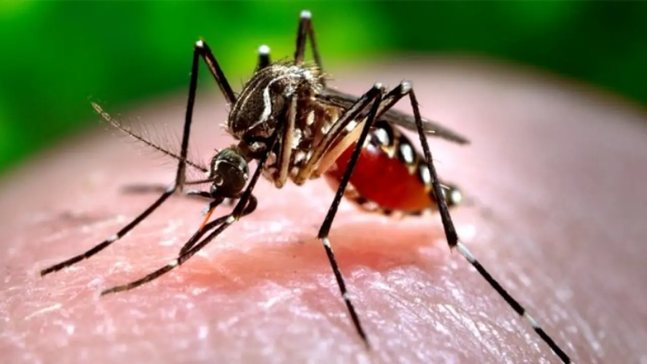National Dengue Day 2024 : ഡെങ്കിപ്പനിയെ പ്രതിരോധിക്കാൻ ശ്രദ്ധിക്കേണ്ടത് എന്തൊക്കെ?