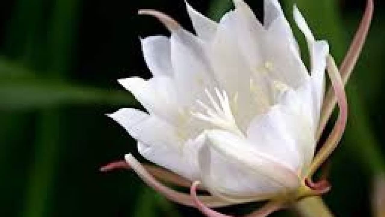 ಈ ಬಿಳಿ ಹೂವಿನಿಂದ ಹೊಳೆಯುವುದು ಅದೃಷ್ಟ ಈ ಬಿಳಿ ಹೂವಿನಿಂದ ಹೊಳೆಯುವುದು ಅದೃಷ್ಟ