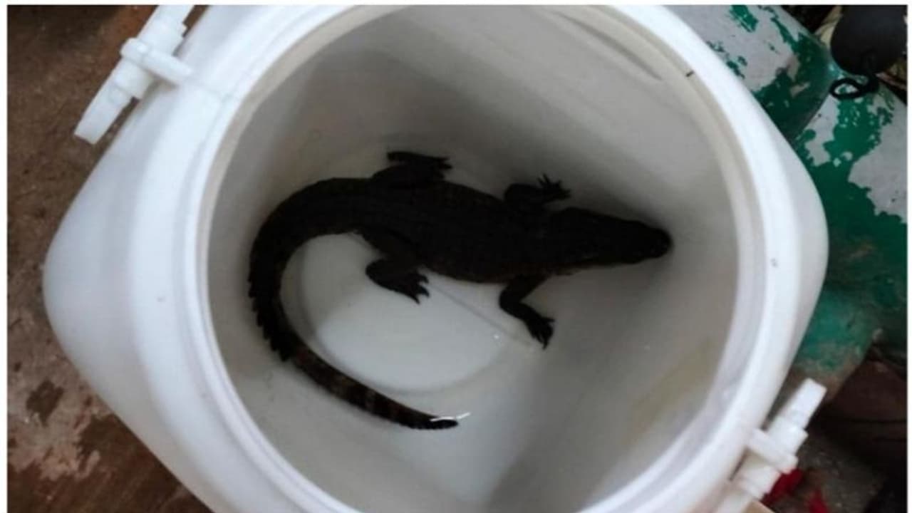 സ്വിമ്മിങ് പൂളില്‍ മുതലക്കുഞ്ഞ്, കണ്ടെത്തിയത് ആളുകള്‍ ഇറങ്ങുന്നതിന് തൊട്ടുമുമ്പ്; എങ്ങനെ എത്തിയെന്ന് അന്വേഷണം