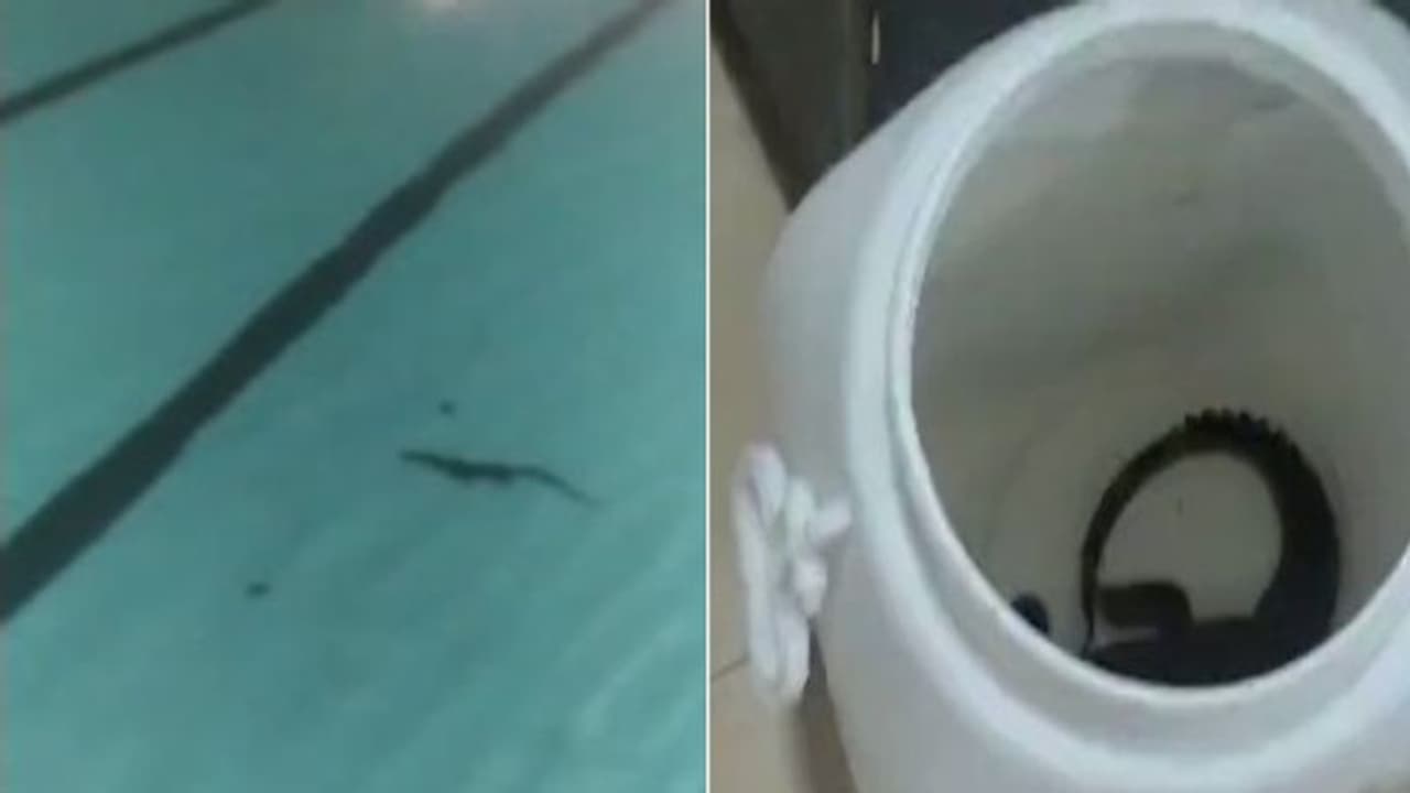 స్విమ్మింగ్ పూల్లో ప్రత్యక్షమైన మొసలి పిల్ల.. అసలేం జరిగిందంటే.. స్విమ్మింగ్ పూల్లో ప్రత్యక్షమైన మొసలి పిల్ల.. అసలేం జరిగిందంటే..