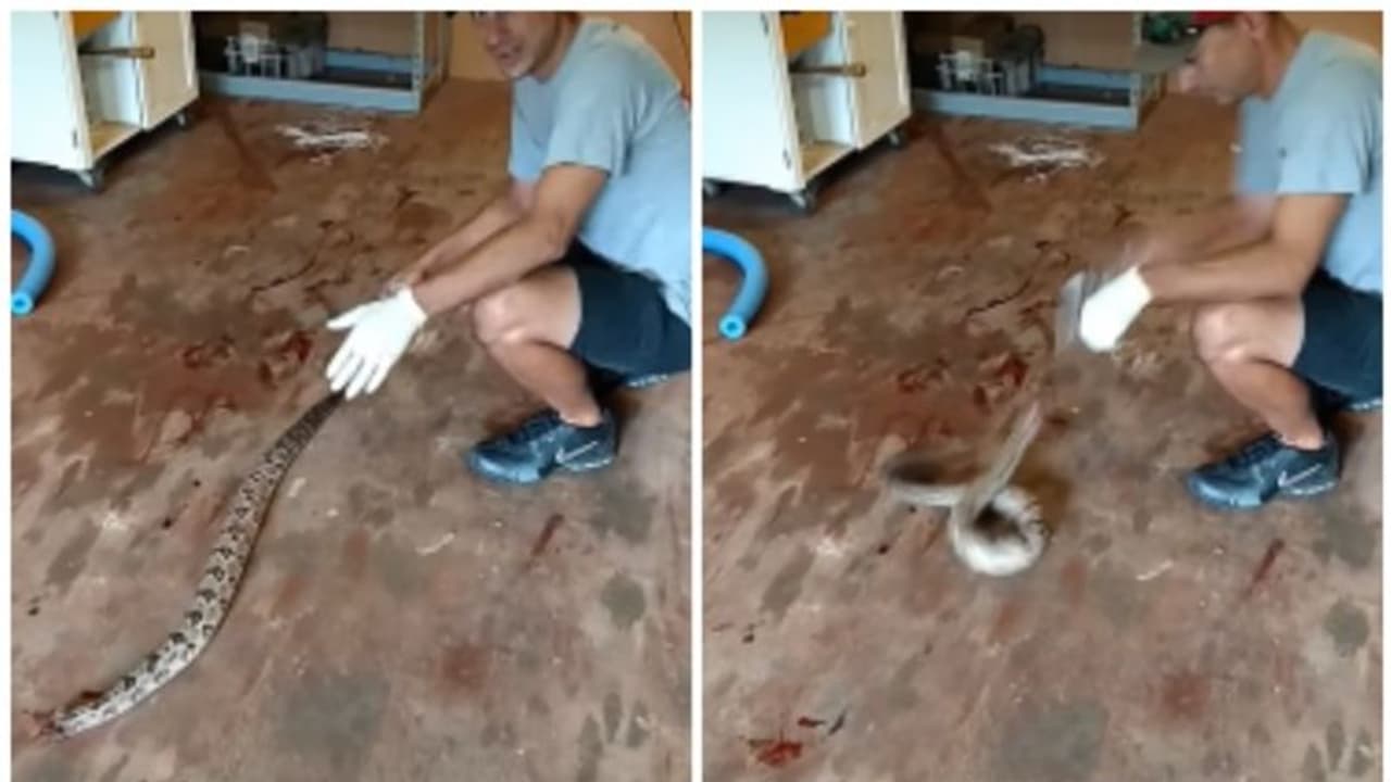 കടിക്കാൻ പാഞ്ഞടുത്ത് തലയില്ലാത്ത പാമ്പ്; ഞെട്ടിപ്പിക്കുന്ന വീഡിയോ കാണാം !