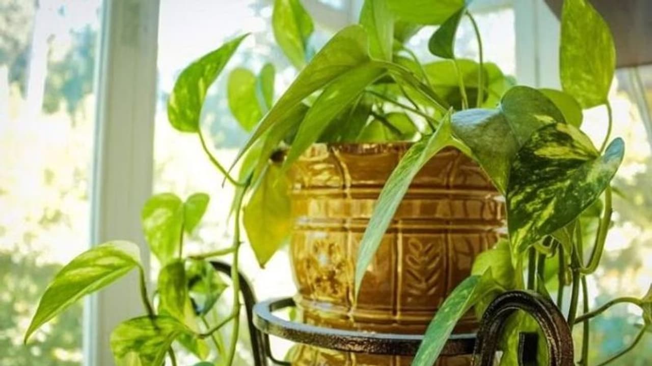 உங்கள் வீட்டில் செல்வம் நிலைத்து நிற்க இந்த வாஸ்து வழிமுறைகளை கடைபிடியுங்கள்..!