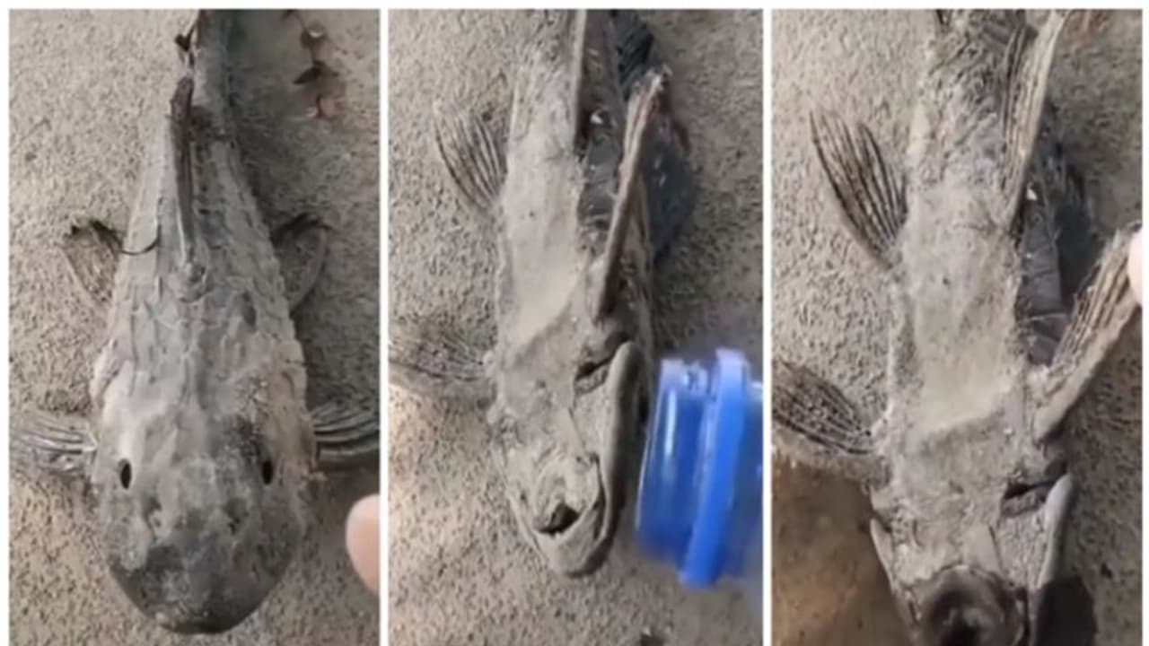 വെള്ളം വേണ്ട, ഉണങ്ങി ഉറച്ച ചെളിയിൽ 'വിറക് കൊള്ളി പോലെ' മാസങ്ങളോളം ജീവിക്കാൻ ഈ മത്സ്യത്തിന് കഴിയും !