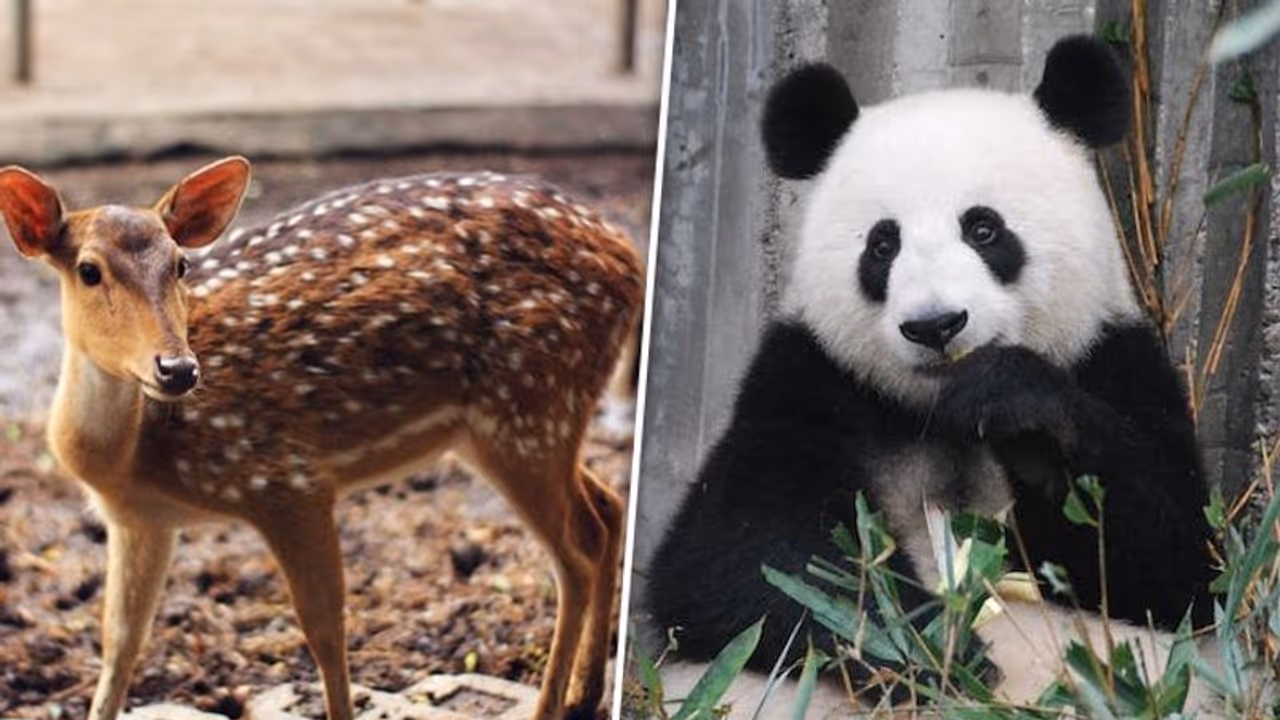 World Animal Day 2023: Day, history, theme and significance