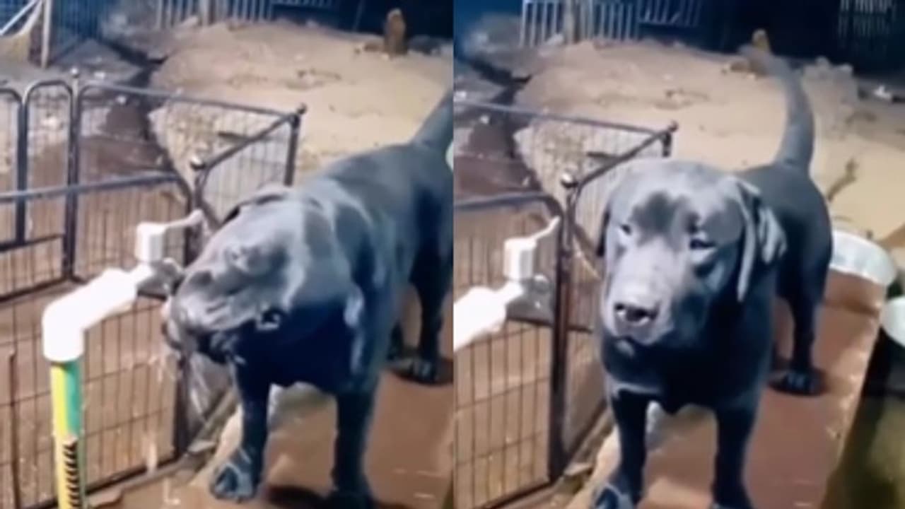 കണ്ടവരെയെല്ലാം അമ്പരപ്പിച്ച് വളര്ത്തുനായയുടെ പെരുമാറ്റം; വീഡിയോ... കണ്ടവരെയെല്ലാം അമ്പരപ്പിച്ച് വളര്ത്തുനായയുടെ പെരുമാറ്റം; വീഡിയോ...