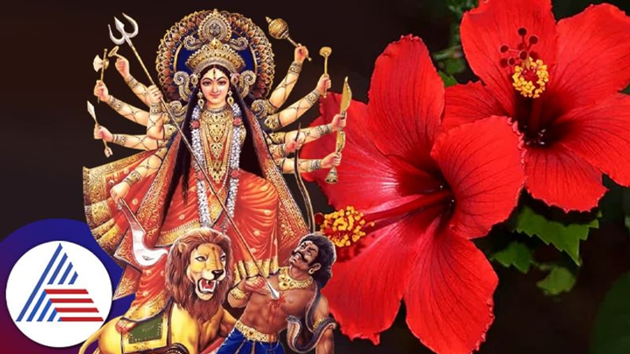 Navratri 2023: ದುರ್ಗಾ ದೇವಿಗೆ ಈ ಹೂವುಗಳನ್ನು ಅರ್ಪಿಸಿದರೆ ಆಶೀರ್ವಾದ ಜೊತೆ ಅದೃಷ್ಟ ಬರುತ್ತದೆ