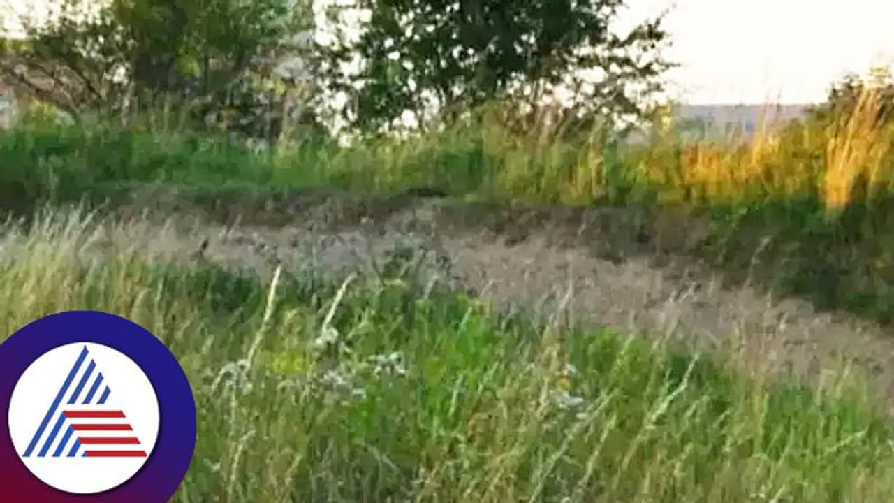  ಇದ್ರಲ್ಲಿ ಮೊಲ ಎಲ್ಲಿದೆ? ಟಿಕ್ ಟಿಕ್ ಒನ್… 8 ಸೆಕೆಂಡ್ ಇರೋದು ಬೇಗ ಹೇಳಿ, ನಿಮ್ಮ ವ್ಯಕ್ತಿತ್ವ ಚೆಕ್ ಮಾಡ್ಕೊಳ್ಳಿ