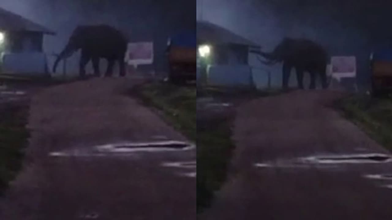 മൂന്നാറില് അരിതേടി വീണ്ടും പടയപ്പയെത്തി; ബസ് കാത്തിരിപ്പ് കേന്ദ്രം തകര്ത്ത് മടങ്ങി മൂന്നാറില് അരിതേടി വീണ്ടും പടയപ്പയെത്തി; ബസ് കാത്തിരിപ്പ് കേന്ദ്രം തകര്ത്ത് മടങ്ങി