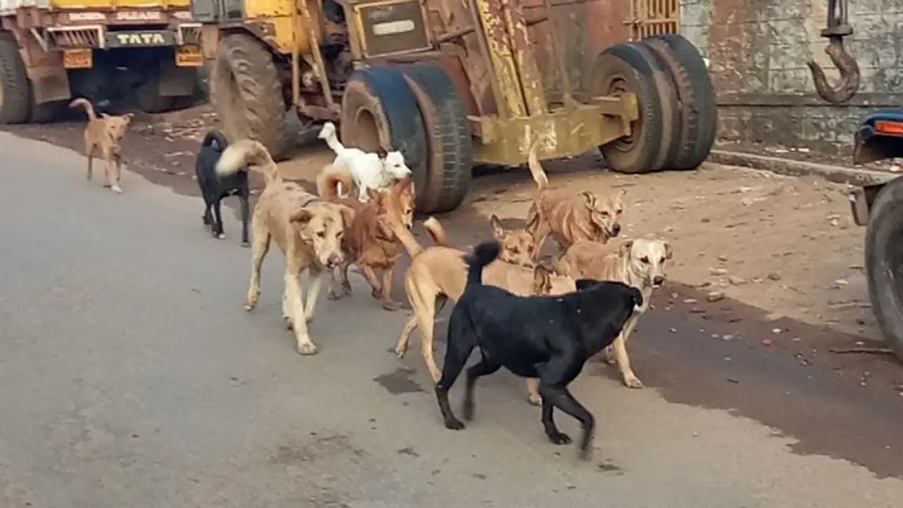 Kodagu: ಸಿದ್ದಾಪುರದಲ್ಲಿ ಒಂದೇ ದಿನ ಏಳು ಜನರಿಗೆ ಕಚ್ಚಿ ಗಾಯಗೊಳಿಸಿದ ಒಂದೇ ನಾಯಿ!