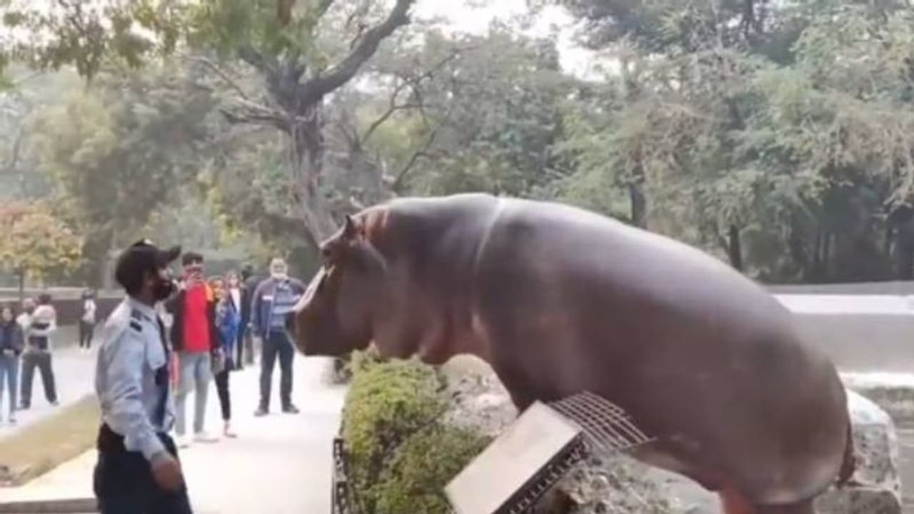 മൃ​ഗശാലയിൽ ഹിപ്പോയുടെ മുഖത്തടിക്കുന്ന സെക്യൂരിറ്റി ​ഗാർഡ്, വൈറലായി വീഡിയോ 