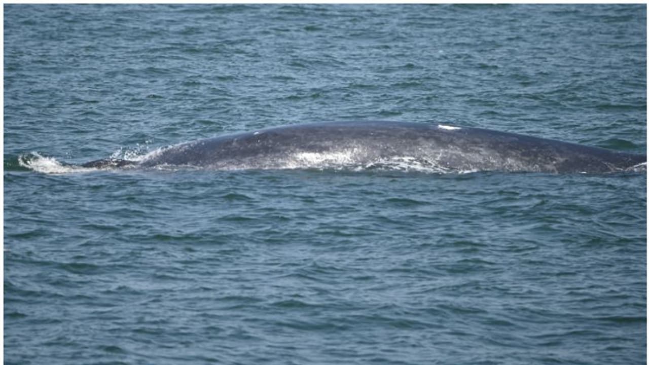 എന്താണ് കടലിൽ സംഭവിക്കുന്നത്, തിമിംഗലങ്ങൾ കരയ്ക്കടിയുന്നത് കൂടി വരുന്നു; 12 നോട്ടിക്കൽ മൈൽ പരിധിയിൽ സര്‍വ്വേ