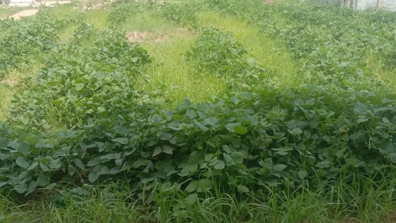  ಕೃಷಿ ಸಮಸ್ಯೆ: ಮಳೆಯಿಂದ ಮಾರುಕಟ್ಟೆವರೆಗೆ