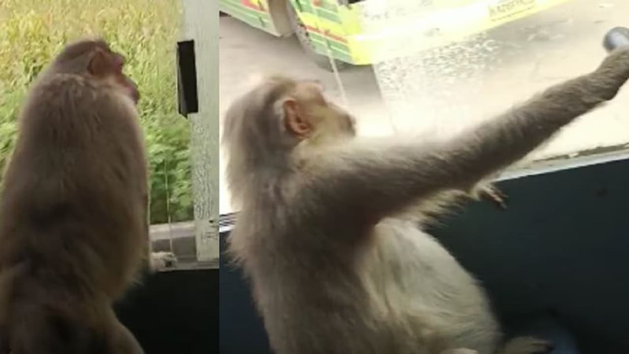 Haveri: ಸರ್ಕಾರಿ ಬಸ್‍ ಏರಿದ ಆಂಜನೇಯ: 30 ಕಿಲೋ ಮೀಟರ್ ಪ್ರಯಾಣಿಸಿದ ಕೋತಿ!