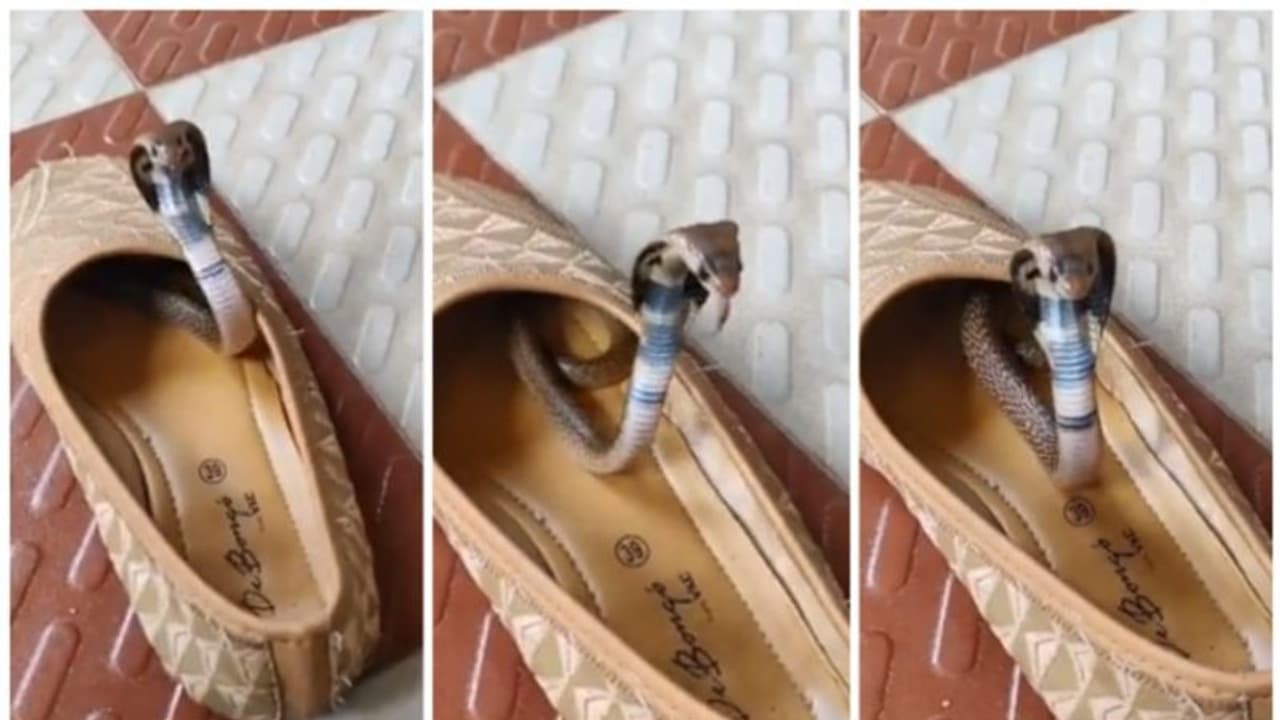 ഷൂ ധരിക്കാന്‍ നോക്കിയപ്പോള്‍ തലപൊക്കിയത് കുഞ്ഞ് സര്‍പ്പം; വൈറലായി വീഡിയോ !